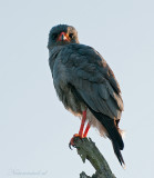 Dark Chanting-Goshawk PSLR-8677.jpg