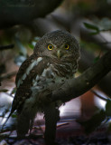African Barred Owlet PSLR-8470.jpg