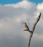 European roller PSLR-8572.jpg