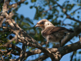 Southern White-crowned Shrike (juv) PSLR-8582.jpg