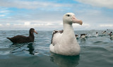 Wandering Albatross PSLR-6511.jpg