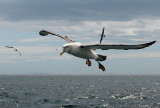 White-capped Albatross PSLR-4789.jpg