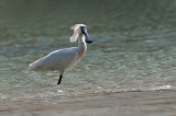 Royal spoonbill PSLR-4385