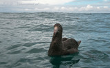 Northern Giant Petrel  PSLR-6512.jpg