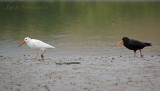 variable oystercatcher PSLR-0197.jpg