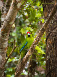 New Zealand Red-crowned Parakeet PSLR-4807.jpg