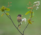 Stonechat - Roodborsttapuit PSLR-8254.jpg