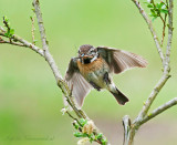 Stonechat - Roodborsttapuit PSLR-8673.jpg