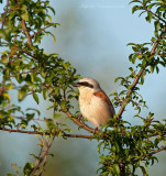 Grauwe klauwier -Red-backed Shrike PSLR-9525.jpg