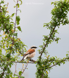 Grauwe klauwier - Red-backed Shrike PSLR-9691.jpg