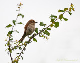 Grauwe klauwier - Red-backed Shrike PSLR-9599.jpg