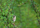 Grasmus - Whitethroat  PSLR-9615.jpg