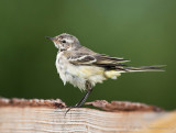 Blue-headed Wagtail - Gele kwikstaart juvenile PSLR-9729.jpg