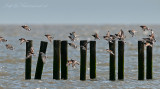 Turnstone - Steenloper PSLR-7341.jpg