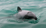 Hectors Dolphin New Zealand PSLR-6554.jpg