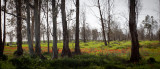 calanit9 Large.jpg