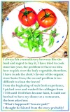 Basils & Tomatos