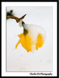 Daffodil Down...
