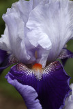 Schwertlilie / Iris (plant