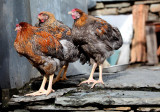 Chicken in Annapurna valley