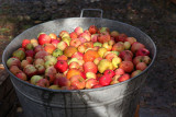 Apples for cider