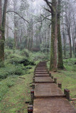 a pleasant jungle walk in the foggy rainy morning