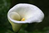 calla lily in the rain