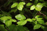 fresh green leaves