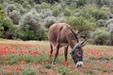 A happy Donkey suroundet with flower