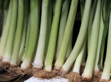 Chinese spring onion