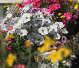 Balcony flowers 2012