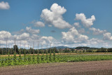 Field , heaven and clouds