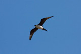 Parasitic Jaeger, Barrow, Alaska