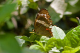 Banded Peacock, Black Rock, Belize