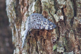 Variable Cracker, Black Rock, Belize