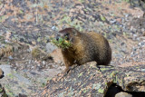 Yellowbelly Marmot Rocky Mtn National Park Colorado