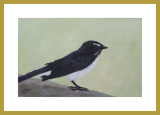 Willie Wagtail.jpg