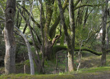 Creekside Trees