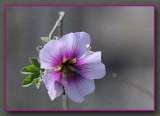 Rose of Sharon