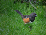 Spotted Towhee