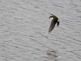 Violet-green Swallow Hovering