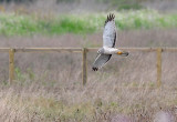 Male Harrier by Fence