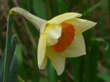 Yellow & Orange Daffodil