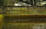 Pond Fence Reflections