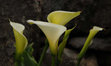 Many Calla Lilies