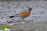 Robin In The Dirt
