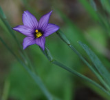 Blue-eyed Grass