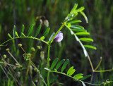 Common Vetch