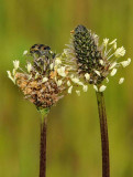 Narrowleaf Plantain and Beetle