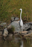 Tall Great Egret